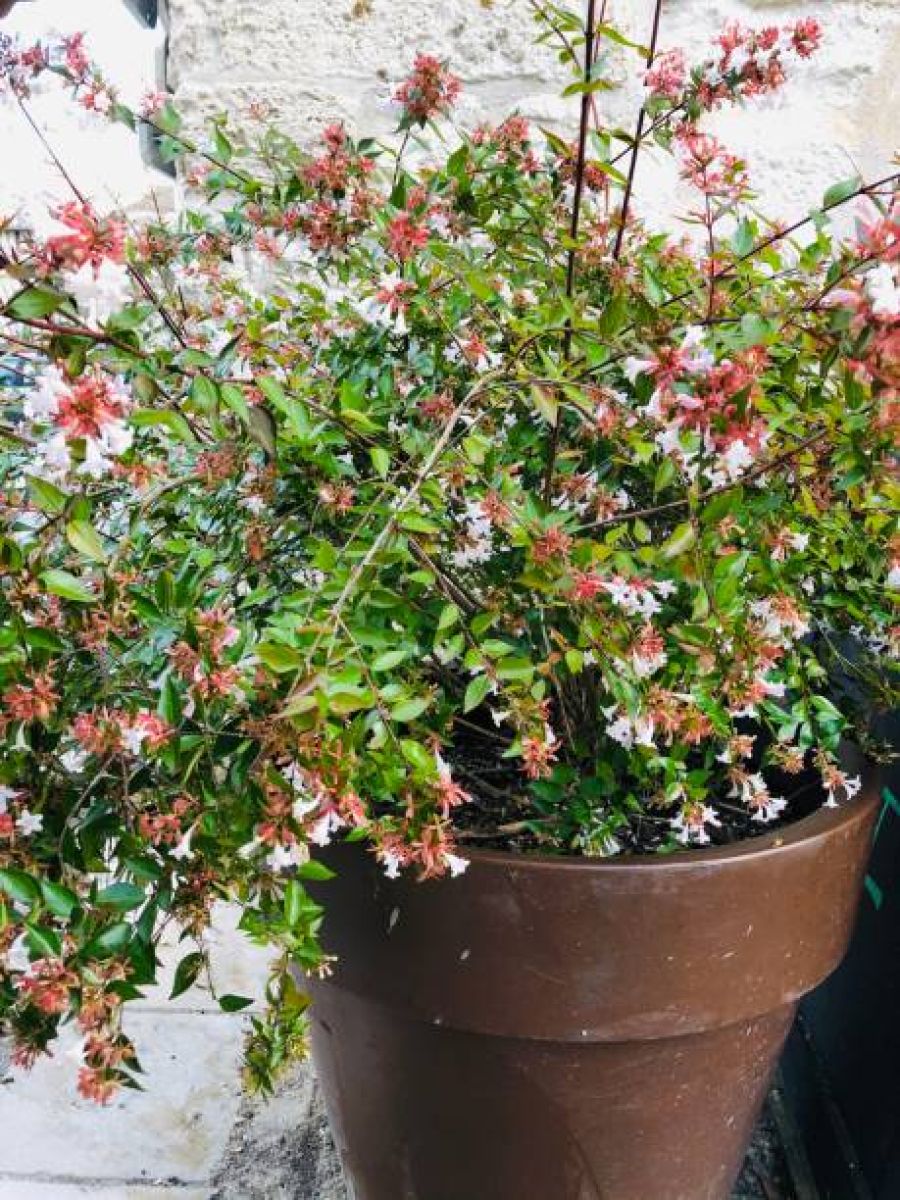 Abelia à grandes fleurs