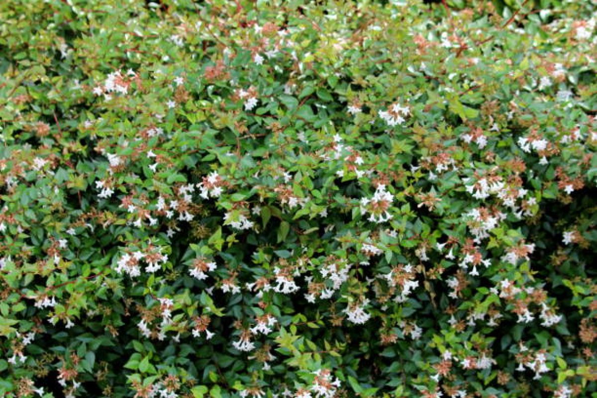 Photo 3 de Abelia à grandes fleurs