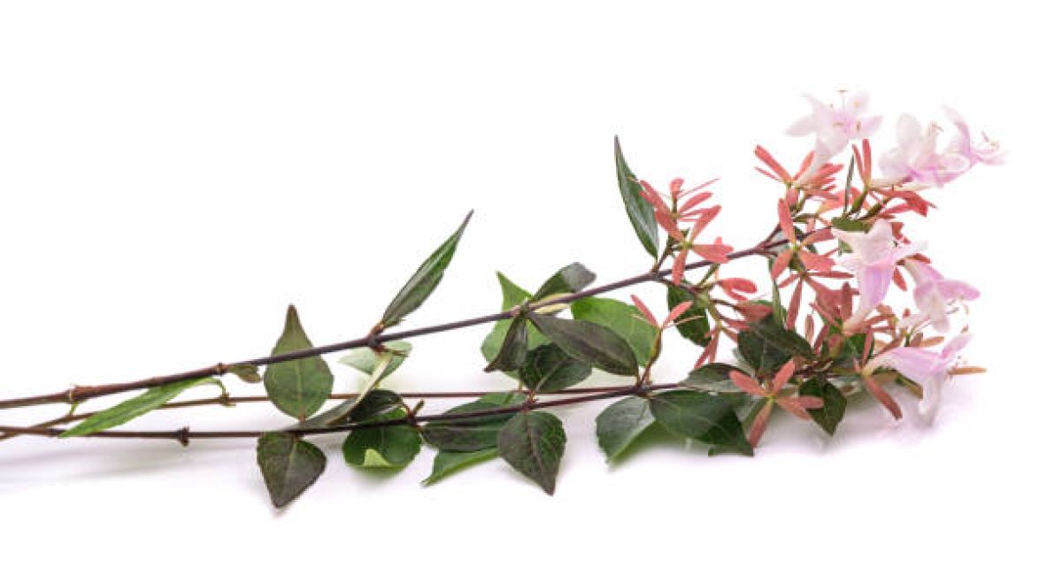Photo 2 de Abelia à grandes fleurs