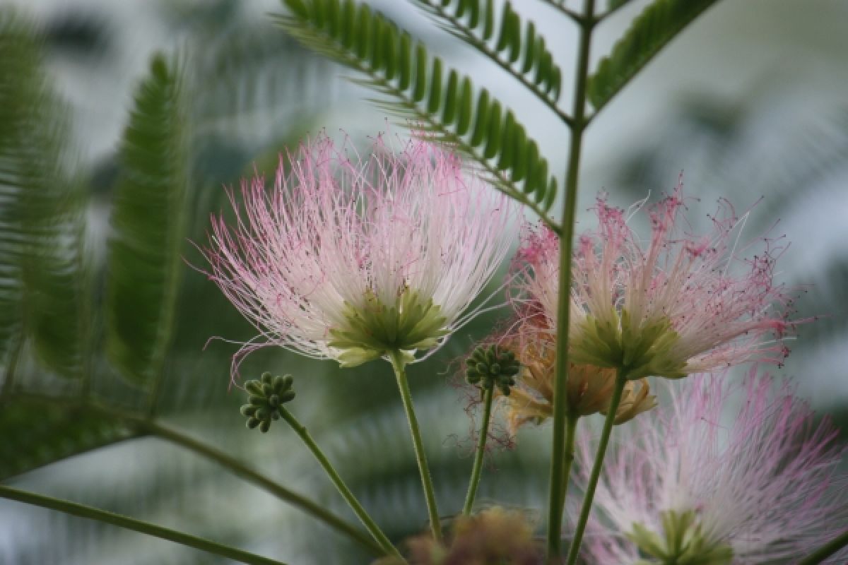 Photo 2 de Albizia