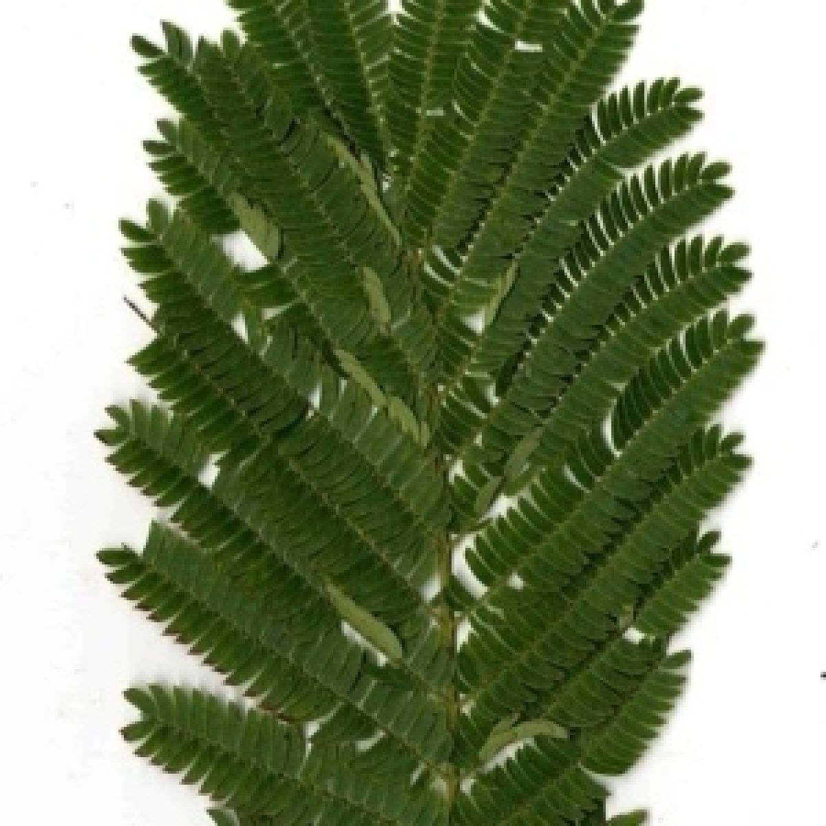 Photo 3 de Albizia