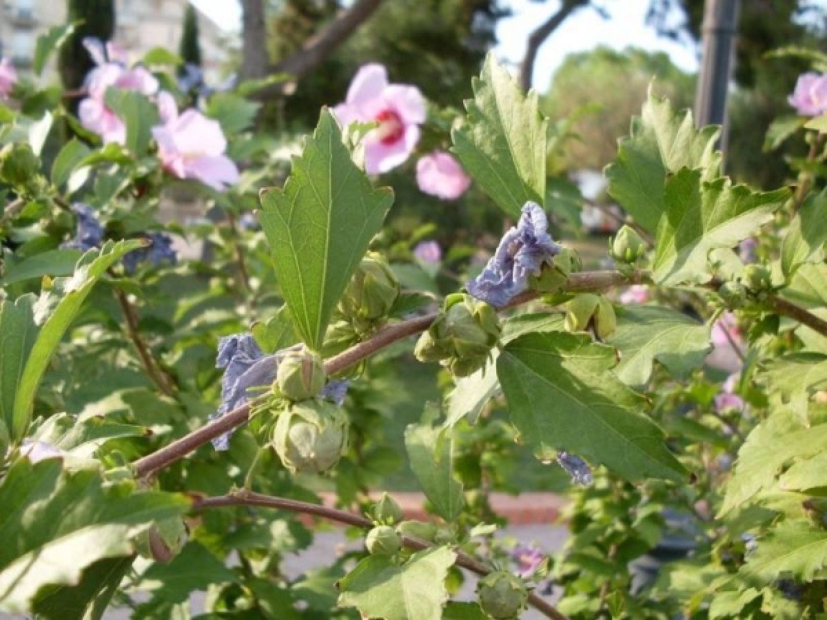 Althéa