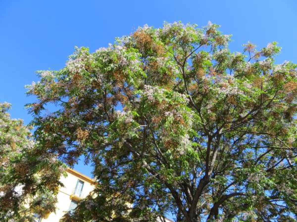 Arbre aux chapelets