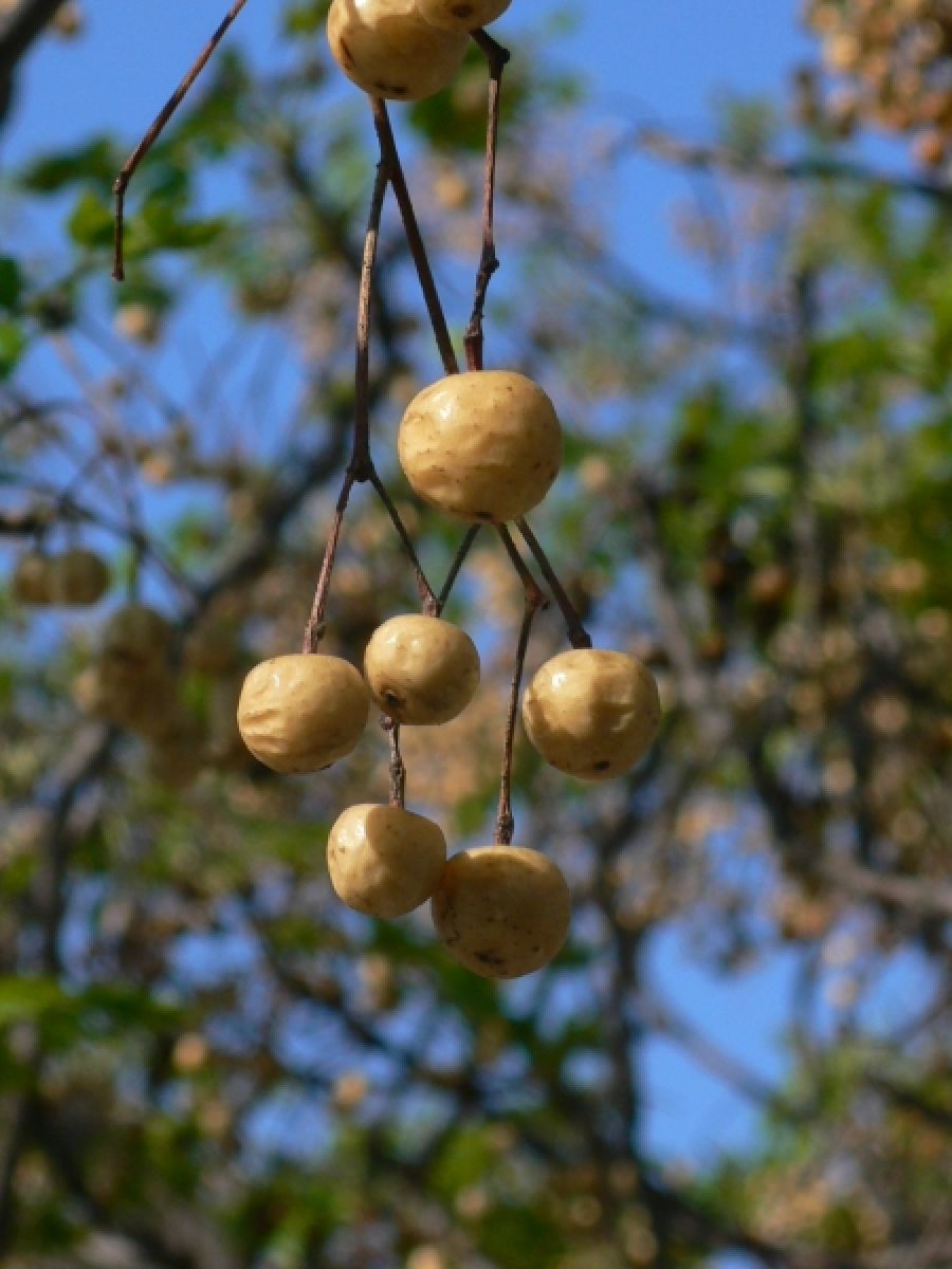 Photo 3 de Arbre aux chapelets