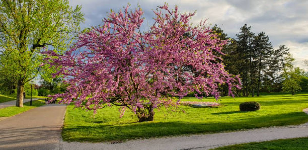 Arbre de Judée