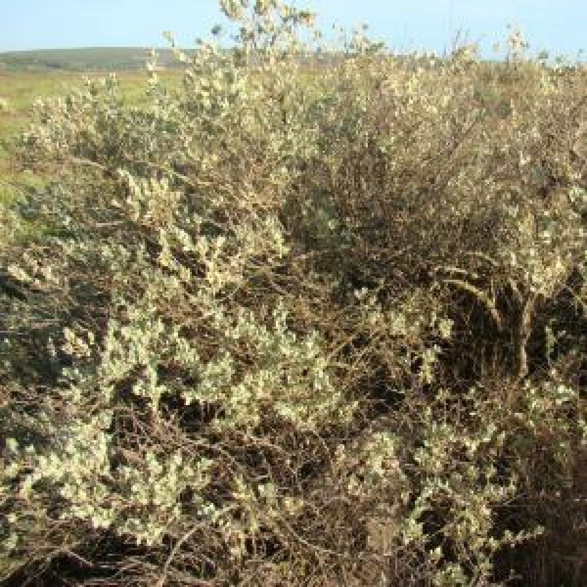 Atriplex