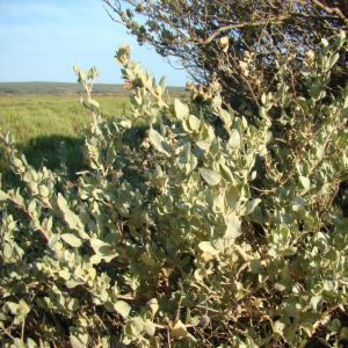 Photo 2 de Atriplex