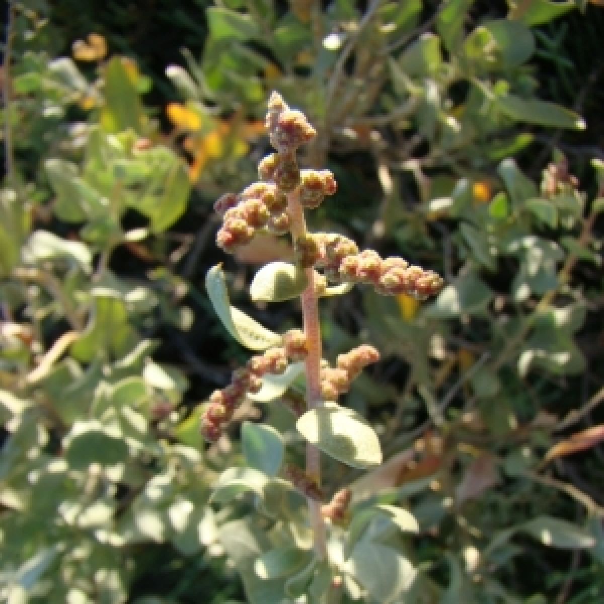 Photo 3 de Atriplex