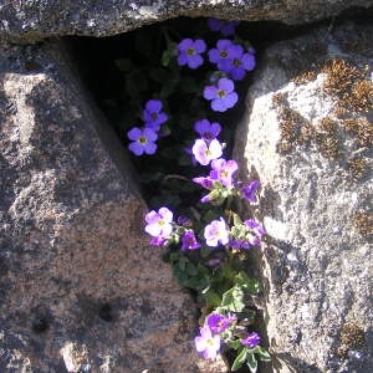 Aubriète