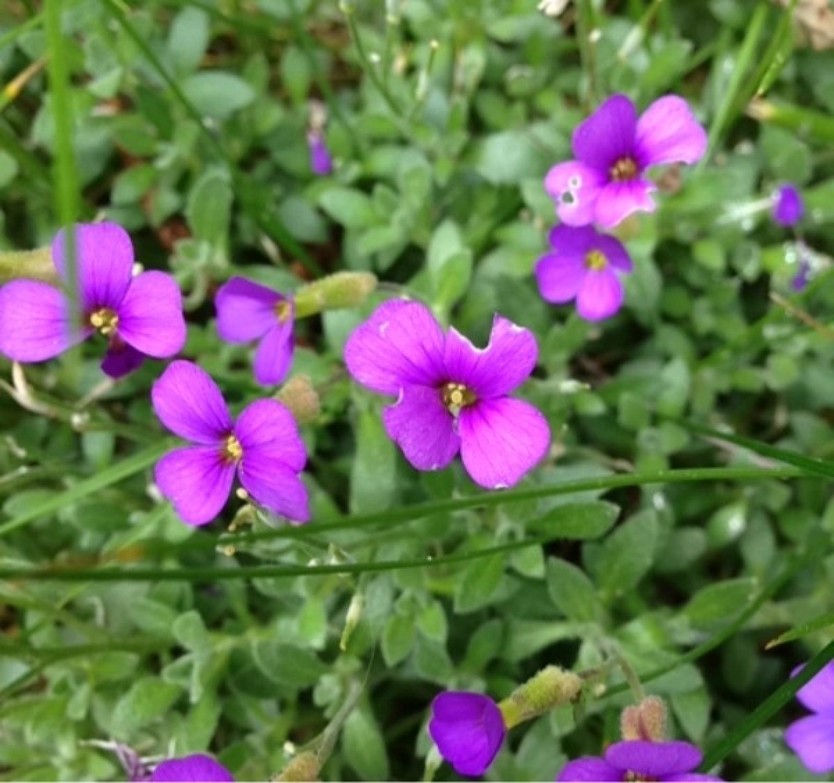 Photo 2 de Aubriète