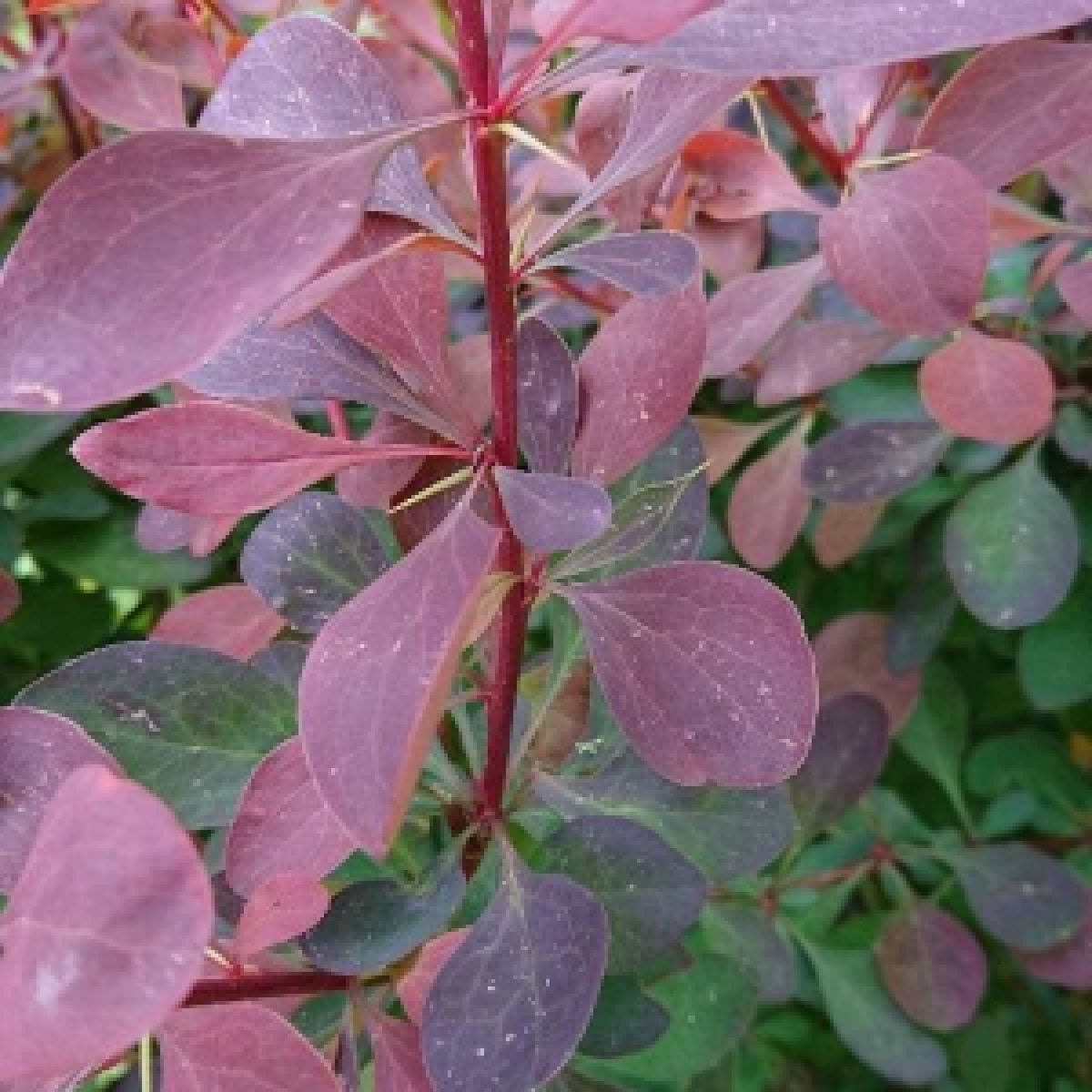Photo 2 de Berberis