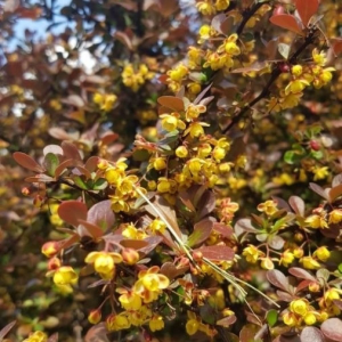 Berberis