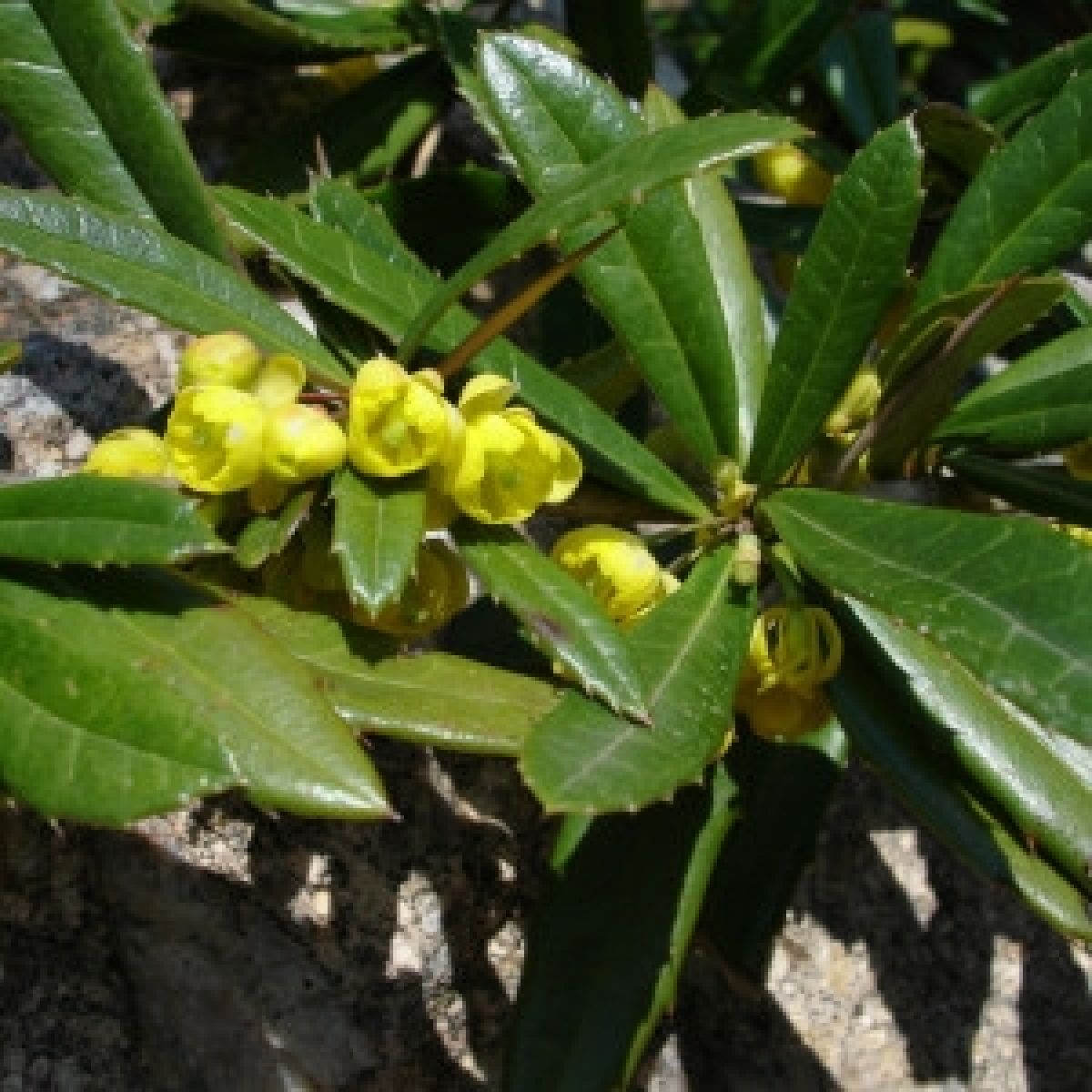 Photo 2 de Berberis