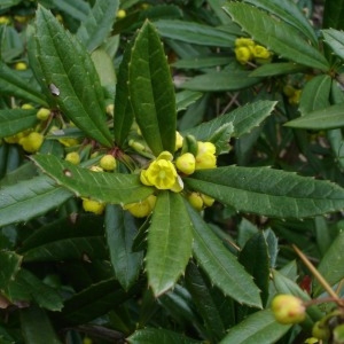 Photo 3 de Berberis