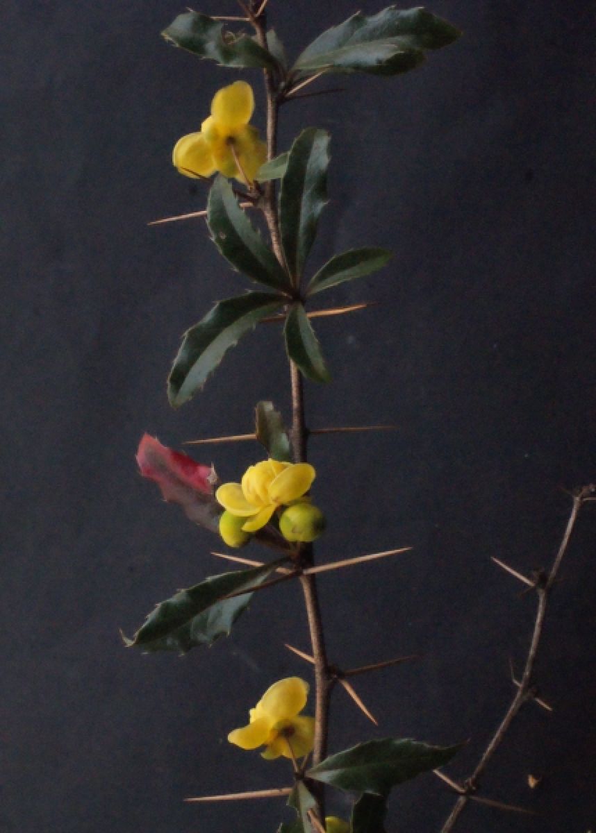 Berberis