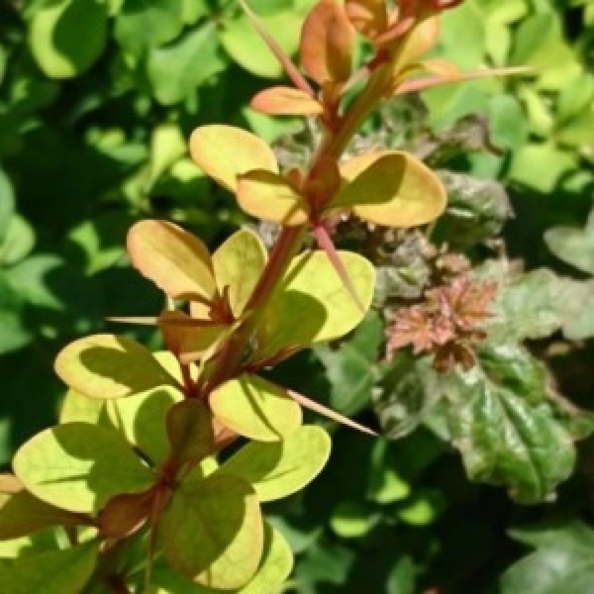 Photo 3 de Berberis