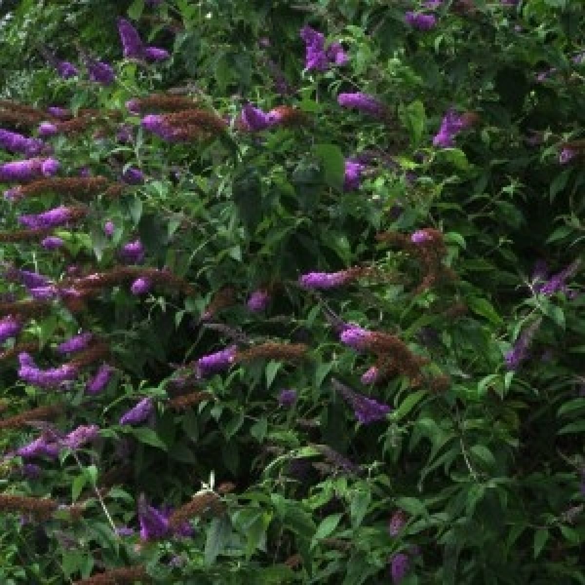 Buddleja