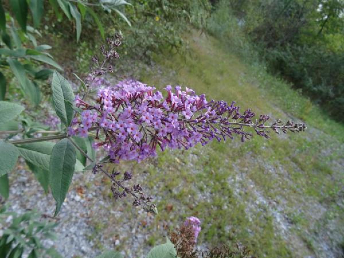 Photo 2 de Buddleja