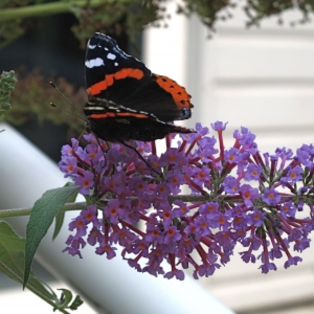 Photo 3 de Buddleja