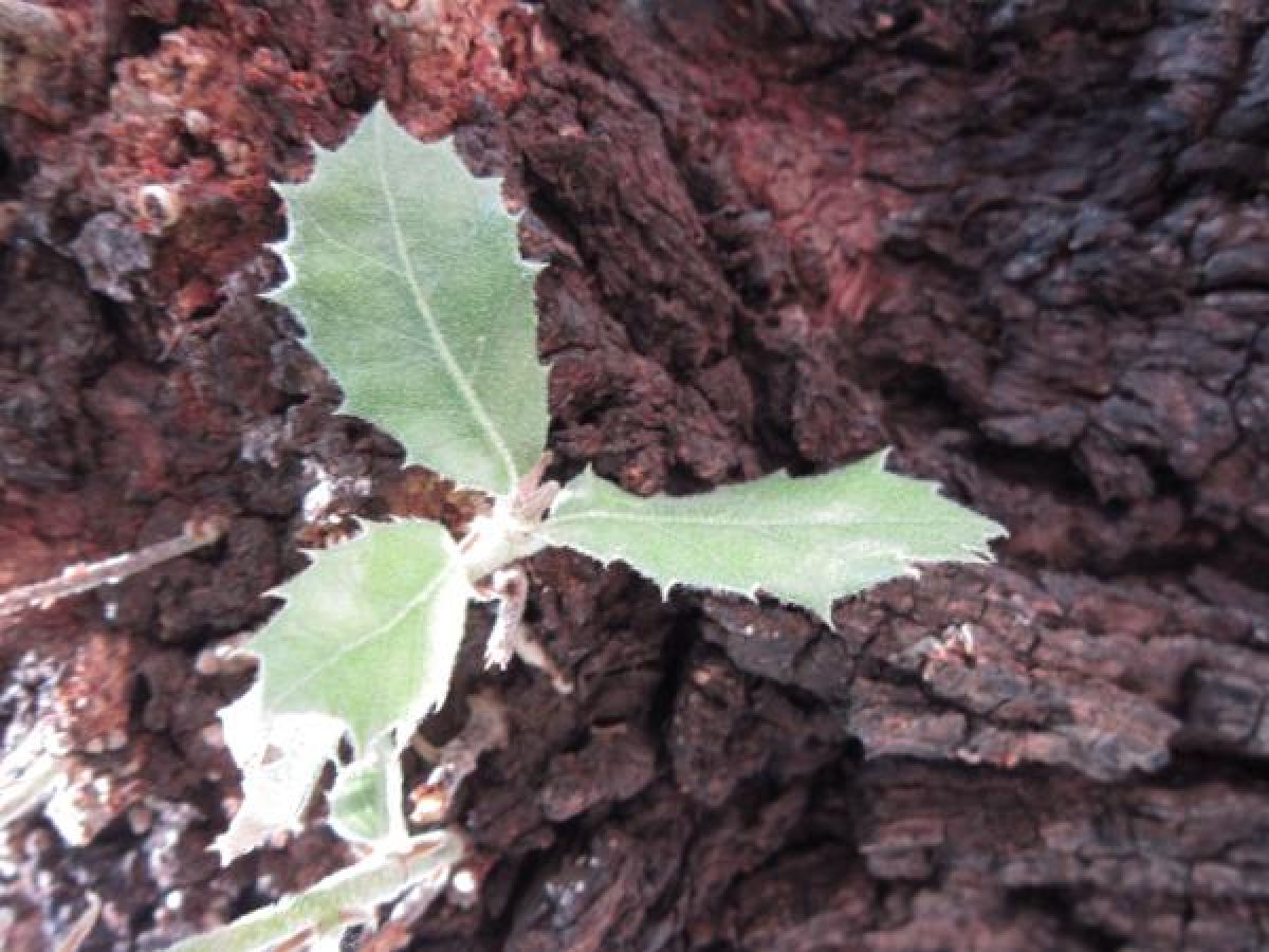 Photo 2 de Chêne vert