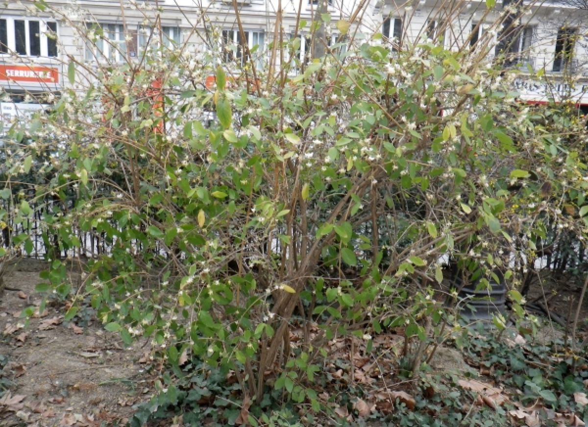 Chèvrefeuille du japon