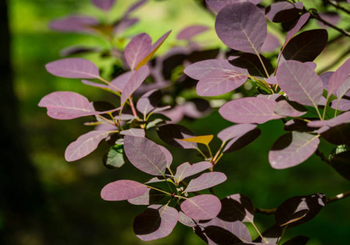 Photo 2 de Cotinus