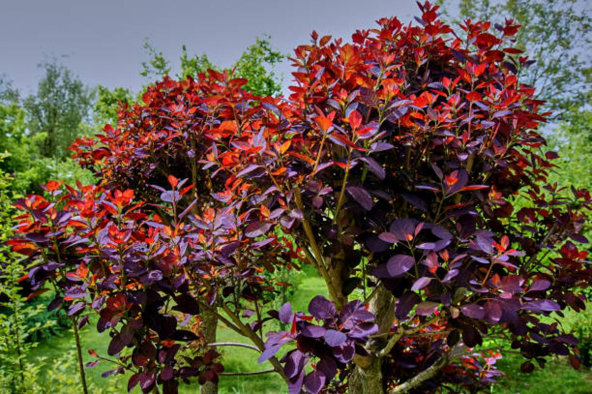 Cotinus