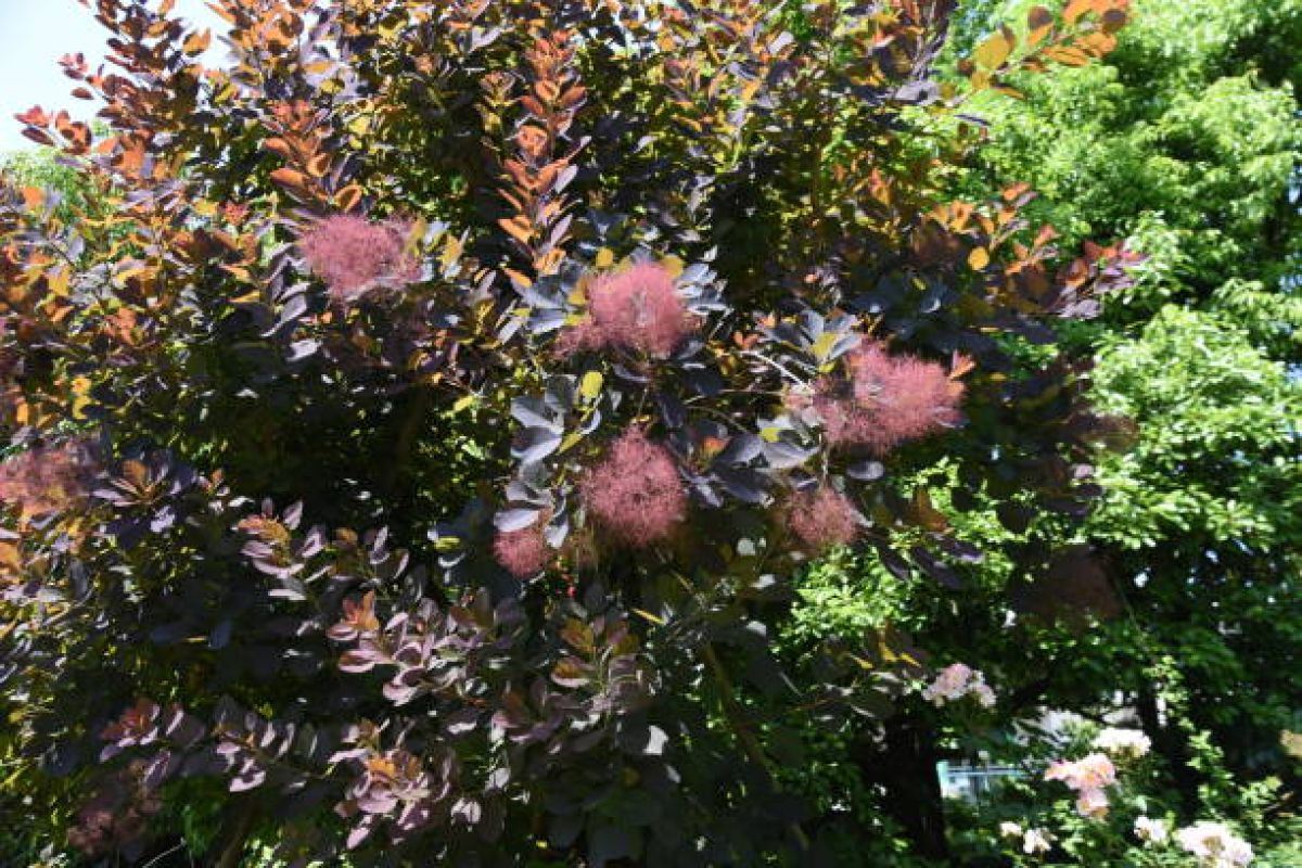 Photo 3 de Cotinus