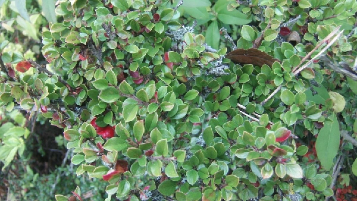 Cotoneaster rampant