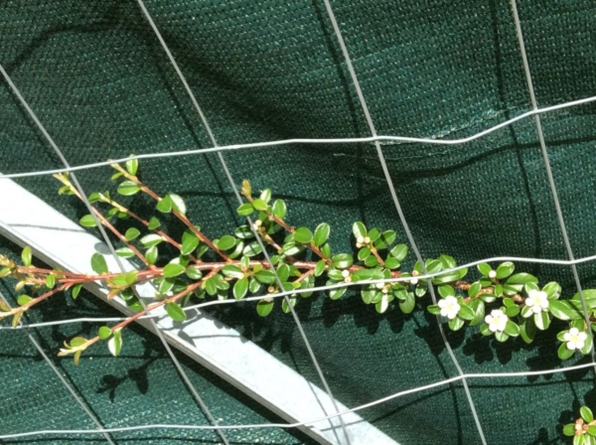 Photo 2 de Cotoneaster rampant