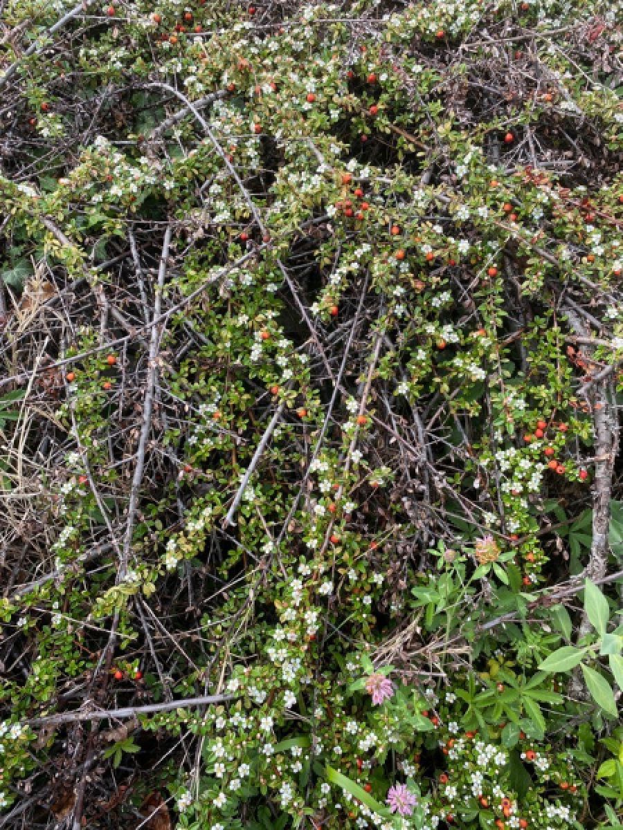 Cotoneaster de Damner