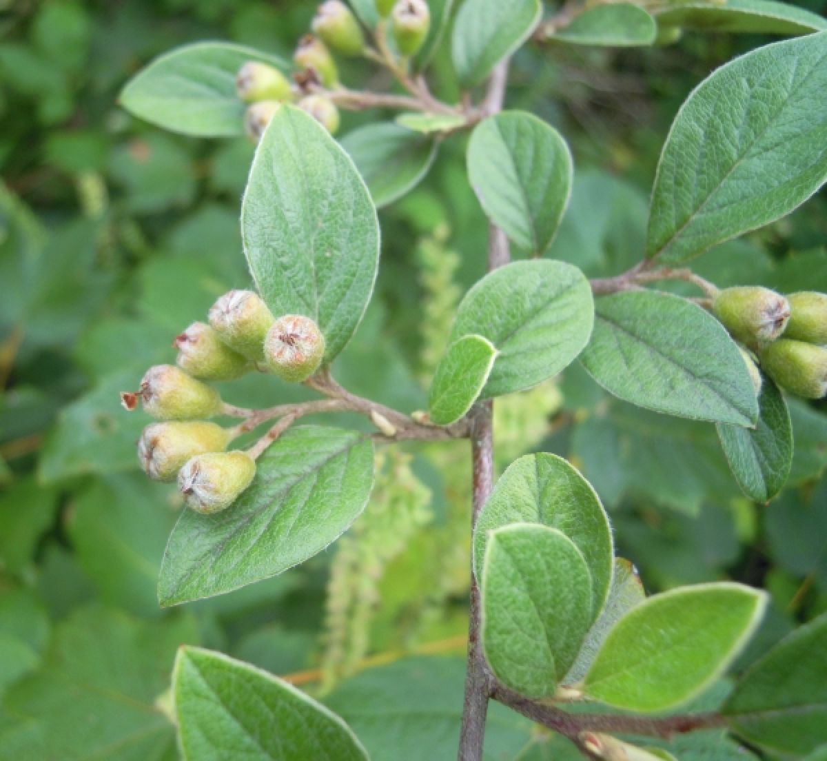 Photo 3 de Cotoneaster de Franchet