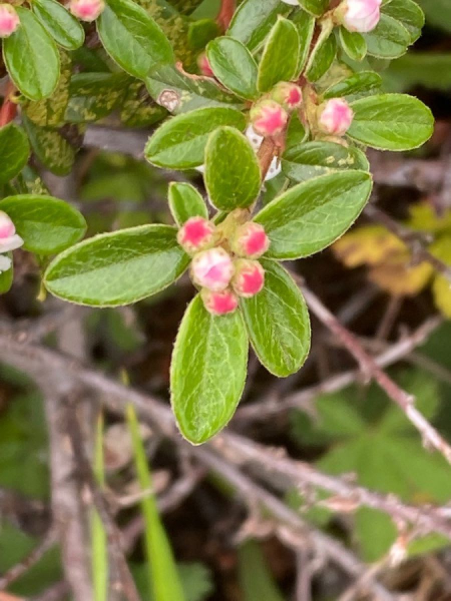 Photo 2 de Cotoneaster de Damner