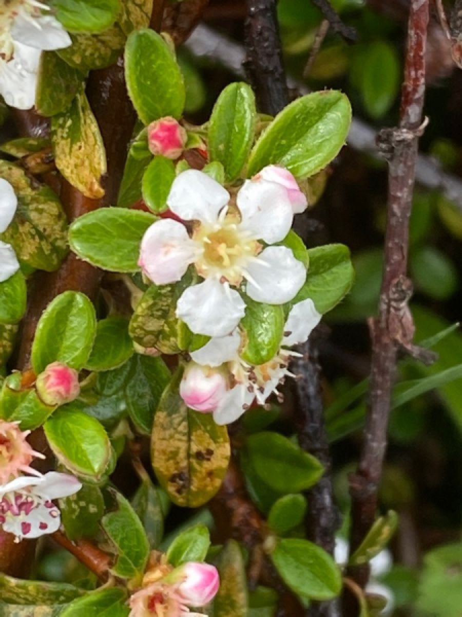 Photo 3 de Cotoneaster de Damner