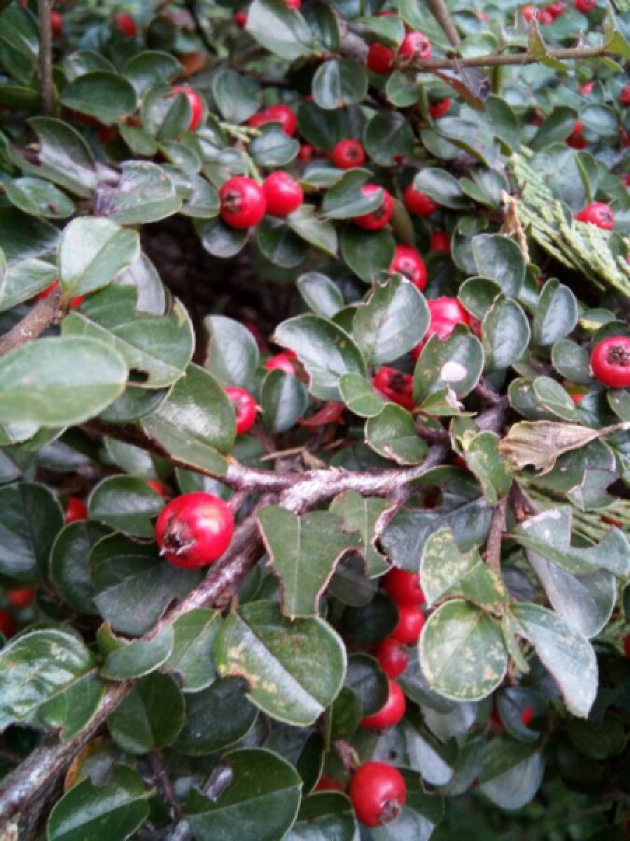 Photo 3 de Cotoneaster rampant