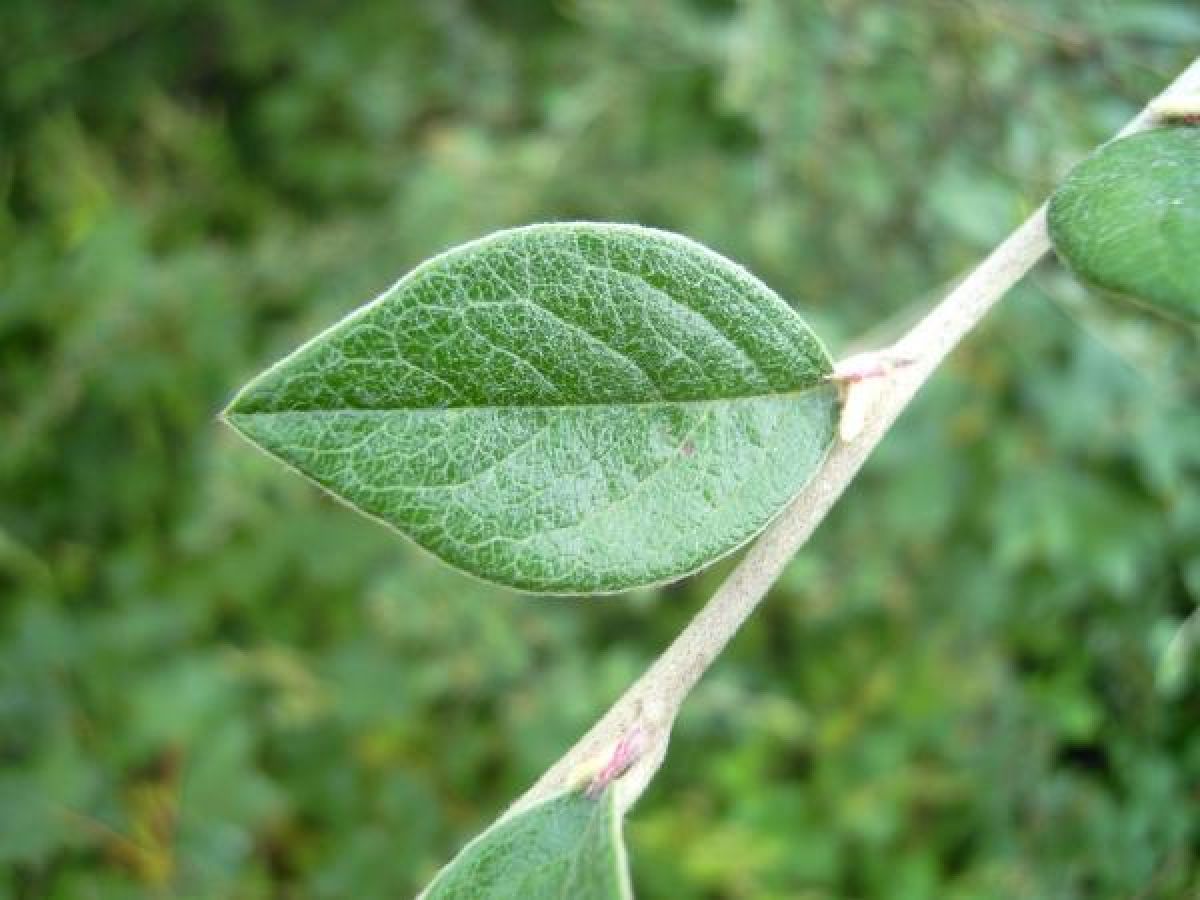 Photo 2 de Cotoneaster de Franchet
