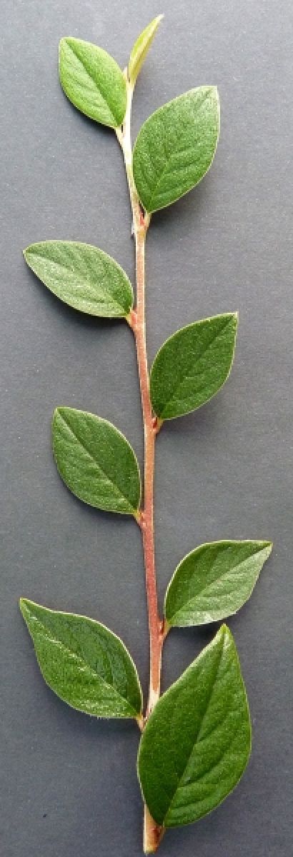 Cotoneaster de Franchet