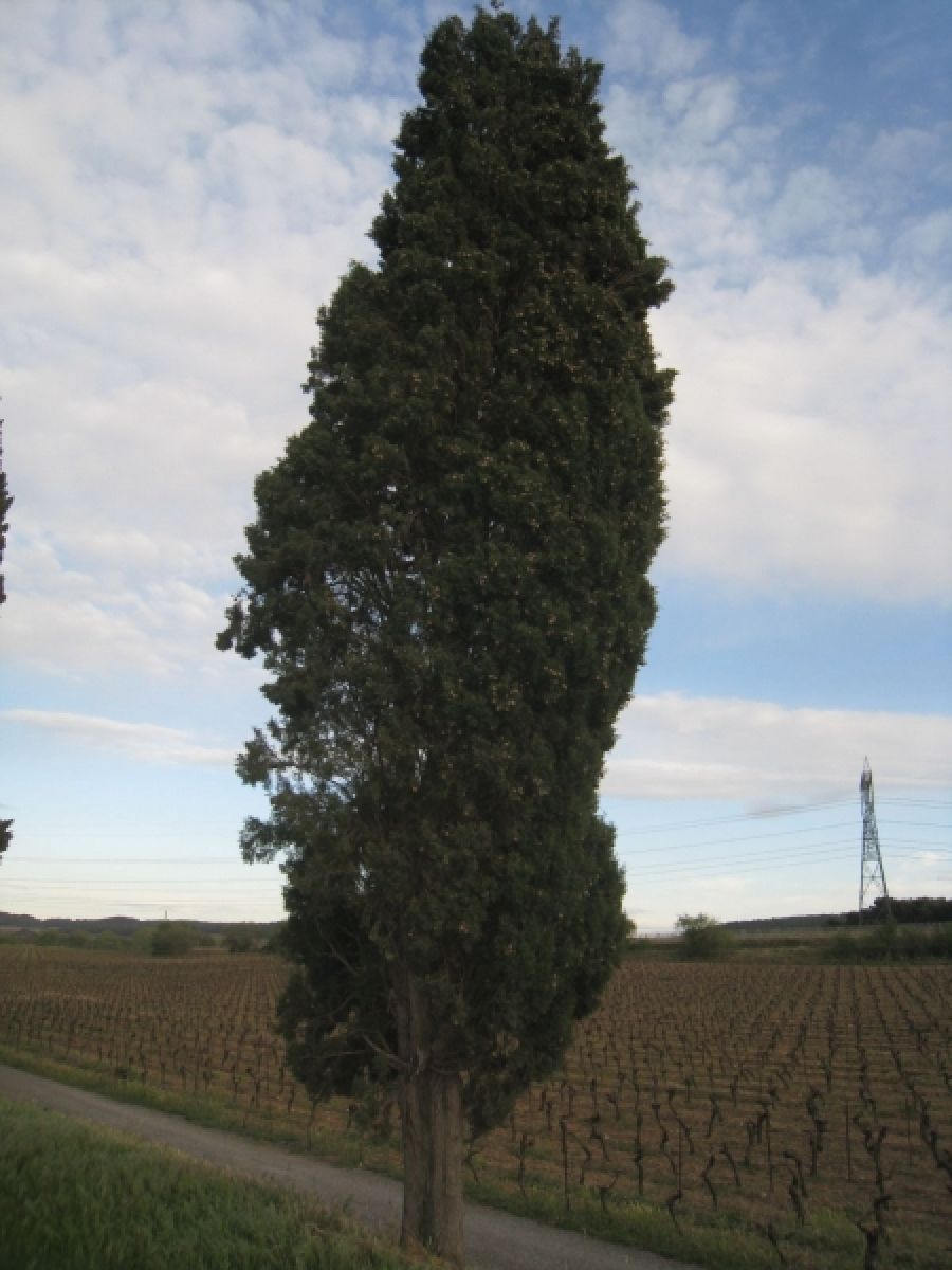 Cyprés de provence