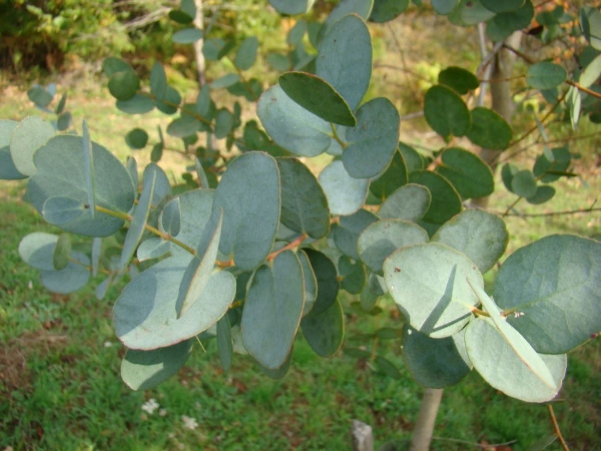 Photo 2 de Eucalyptus