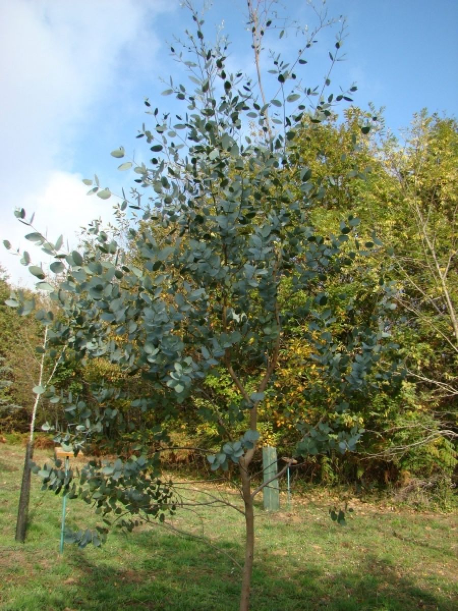 Eucalyptus