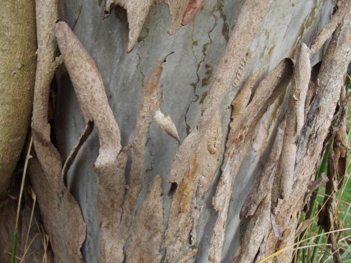 Photo 3 de Eucalyptus