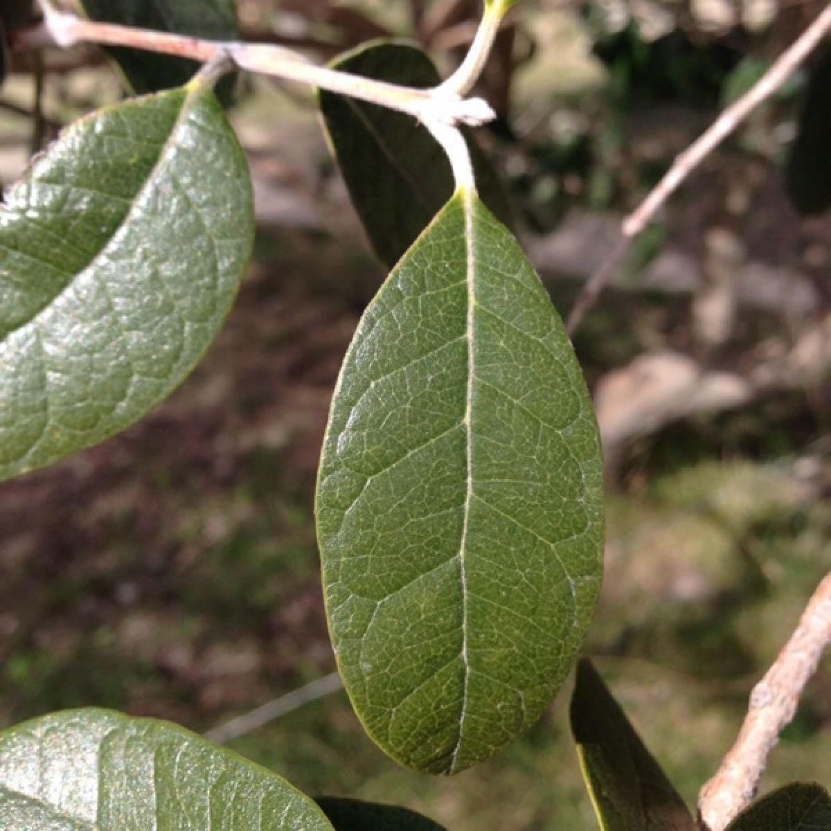 Photo 3 de Feijoa