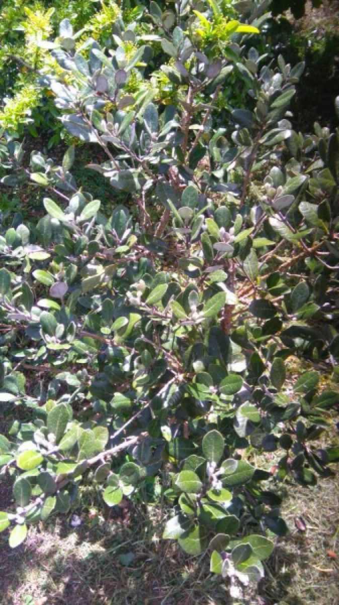 Feijoa