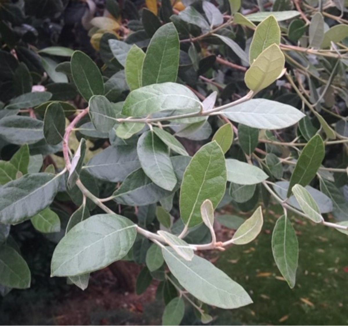 Photo 2 de Feijoa
