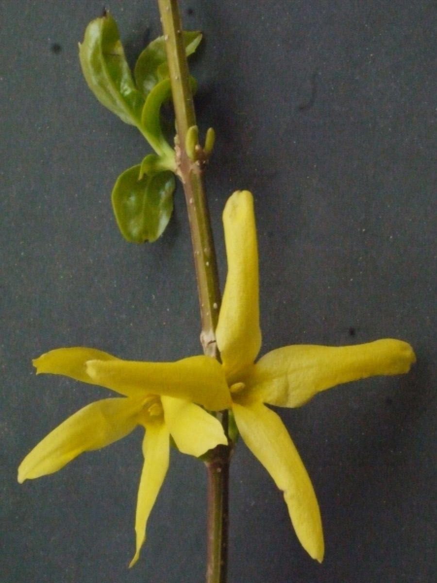 Photo 2 de Forsythia