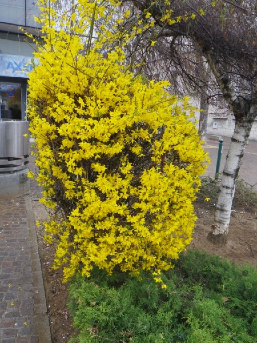 Forsythia