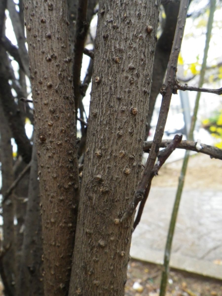 Photo 3 de Forsythia