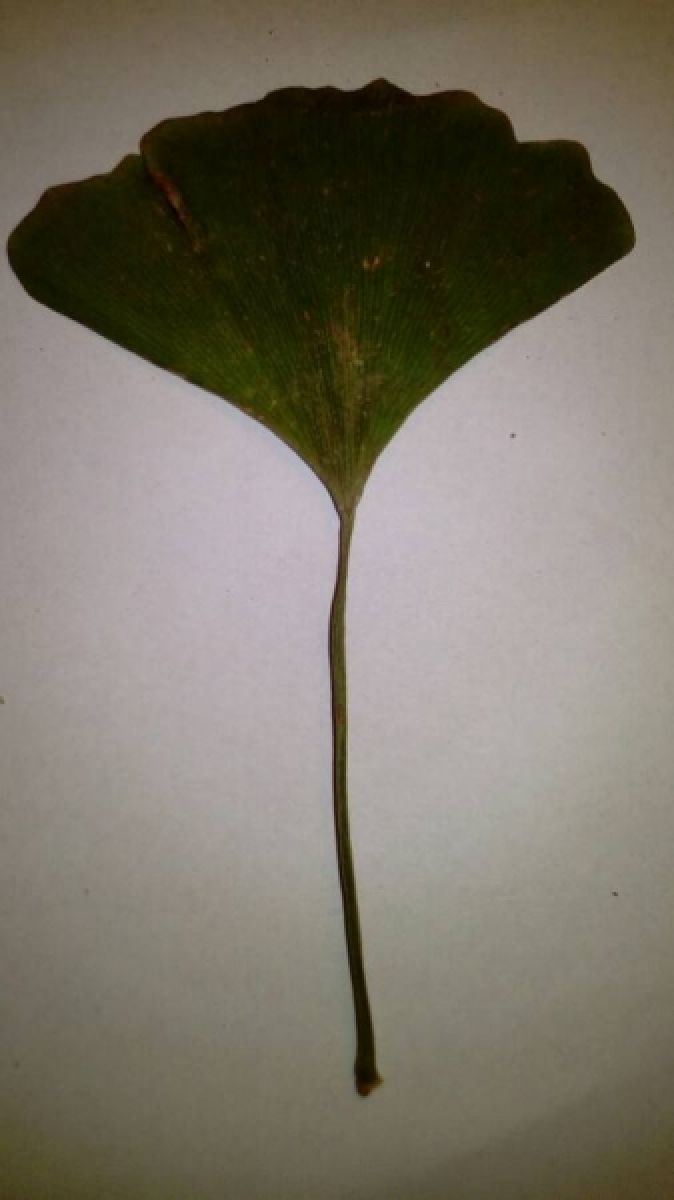 Photo 2 de Ginkgo biloba