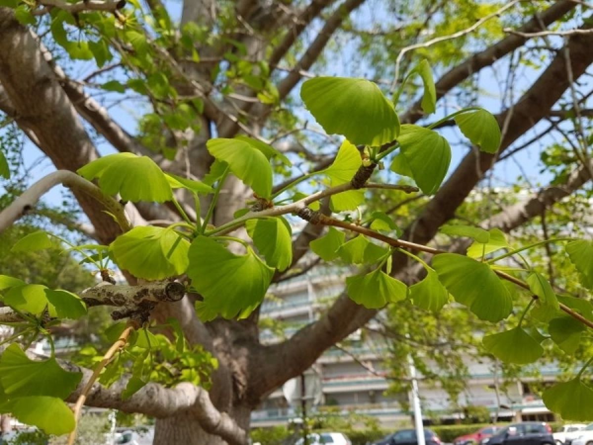Photo 3 de Ginkgo biloba