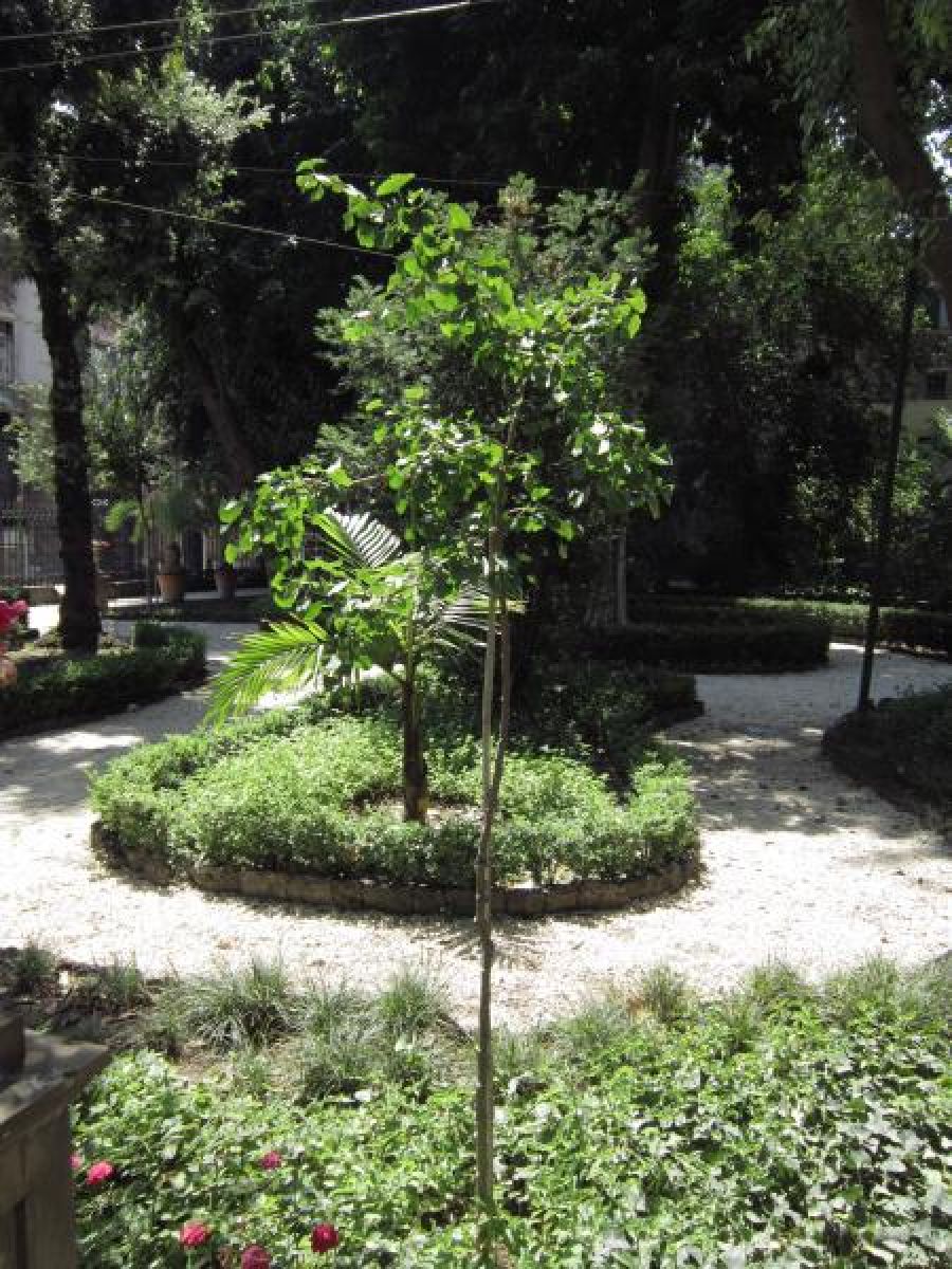 Ginkgo biloba
